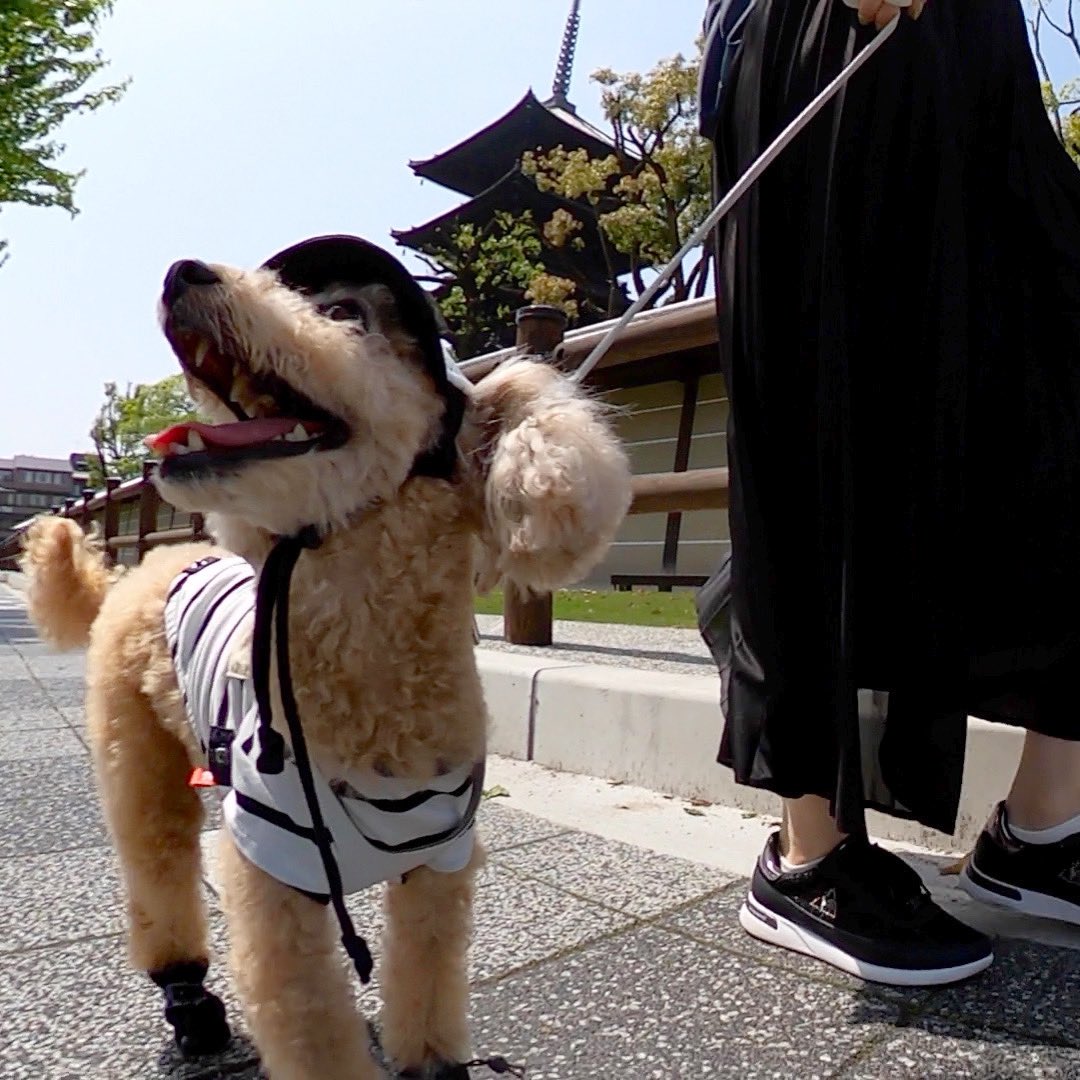 waco_tto's tweet photo. ルンルンわこくん🐾at東寺
#愛犬と旅行 #わんこのいる暮らし #犬好きさんと繋がりたい https://t.co/q4Ze5q6iBC