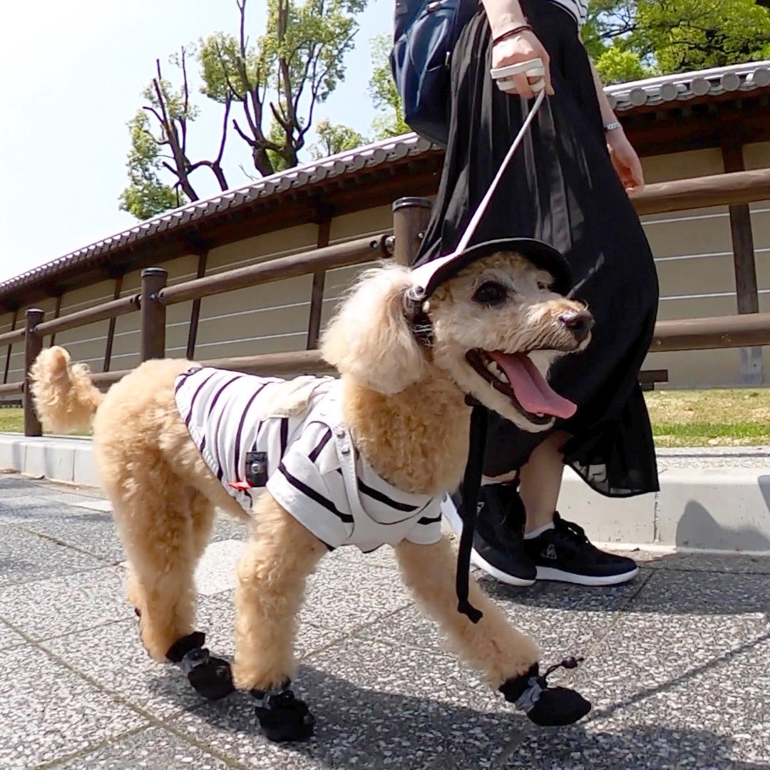 waco_tto's tweet photo. ルンルンわこくん🐾at東寺
#愛犬と旅行 #わんこのいる暮らし #犬好きさんと繋がりたい https://t.co/q4Ze5q6iBC