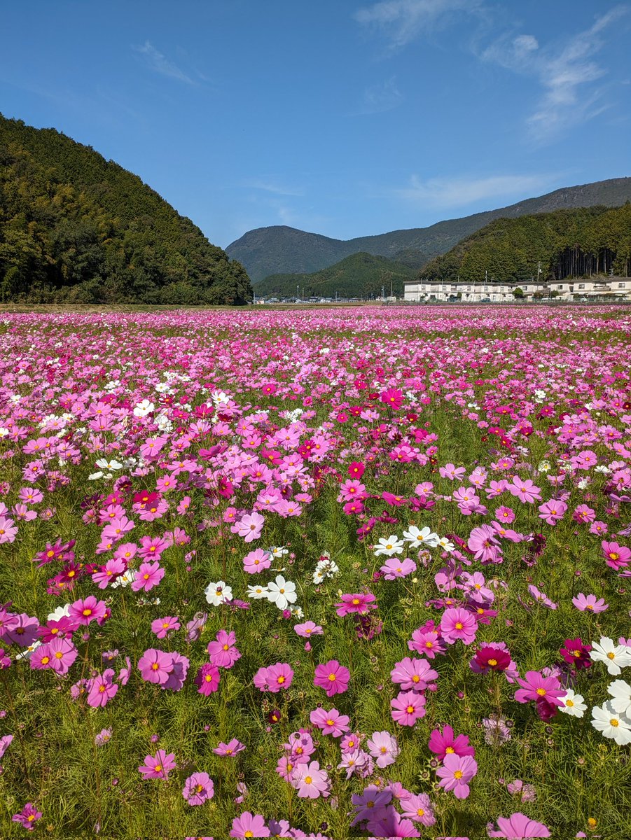 yuhou032062's tweet photo. #コスモス https://t.co/BC346n0AEp