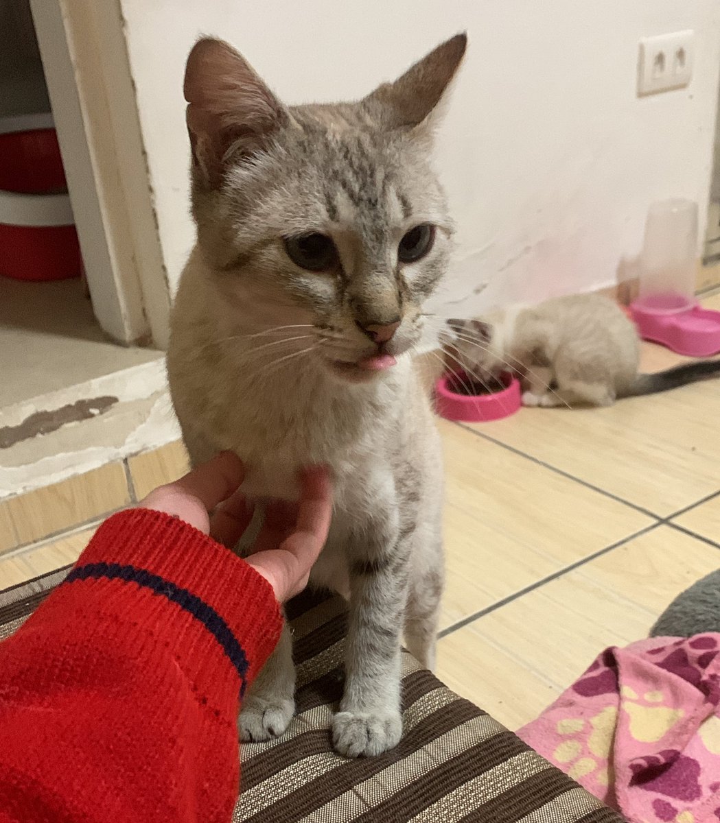 evvebot's tweet photo. ja que isso aqui ta hitando alguem quer adotar uma gatinha? as duas sao castradas e vermifugadas e nao têm fiv/felv e são mãe e filha! a mae tem um aninho e a filhote tem sete meses :3 eu resgatei elas mas nao tenho como ficar :( quem for de sp capital e tiver interesse manda dm https://t.co/LhADWizLAt