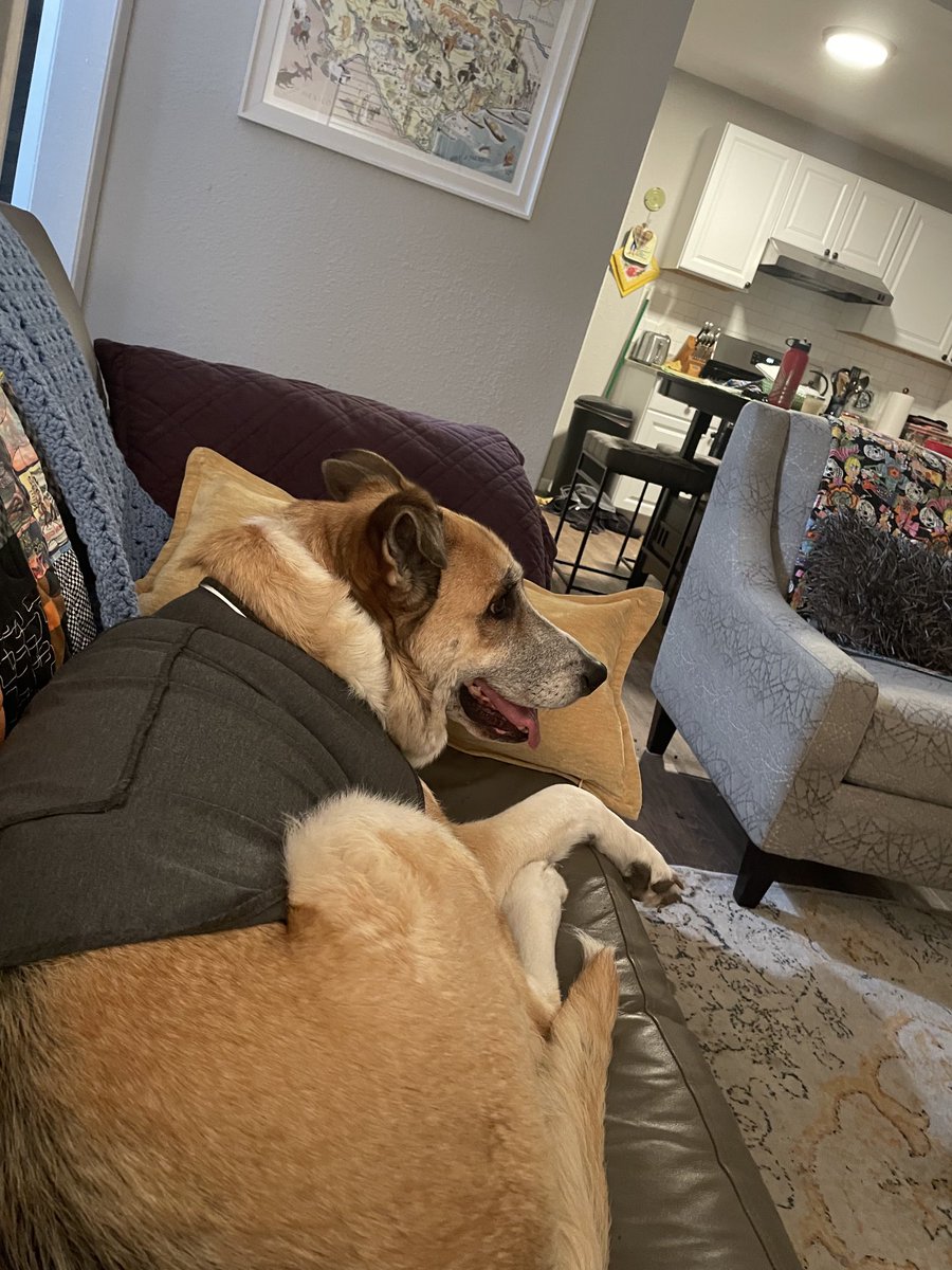 donita01583265's tweet photo. Tiny bit of thunder rumble & Maxine is telling me get my thunder shirt on!!! It works to really calm a dog who freaks out during thunderstorms or fireworks ( I bought on https://t.co/aPpPtulQaB) #thundershirt it works it swaddles your dog & calms them down ♥️ https://t.co/jZzzAgXHkx
