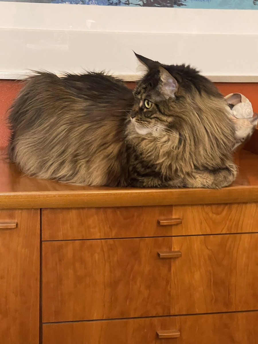 MemoryTuxedo1's tweet image. Mum and daddy were visiting friends today who have two sibling Maine Coon cats - Red (18 lbs) and Buster (31 lbs). Mum says we look tiny after hanging out with the big cats. #howrude #CatsOfTwitter