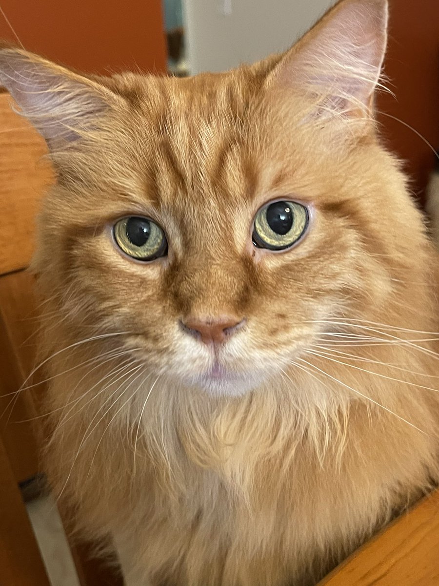 MemoryTuxedo1's tweet image. Mum and daddy were visiting friends today who have two sibling Maine Coon cats - Red (18 lbs) and Buster (31 lbs). Mum says we look tiny after hanging out with the big cats. #howrude #CatsOfTwitter