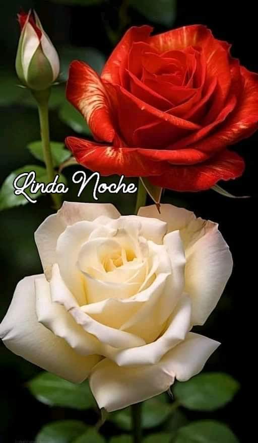 DeliaJuanArias1's tweet photo. https://t.co/VEUG4vkWT5