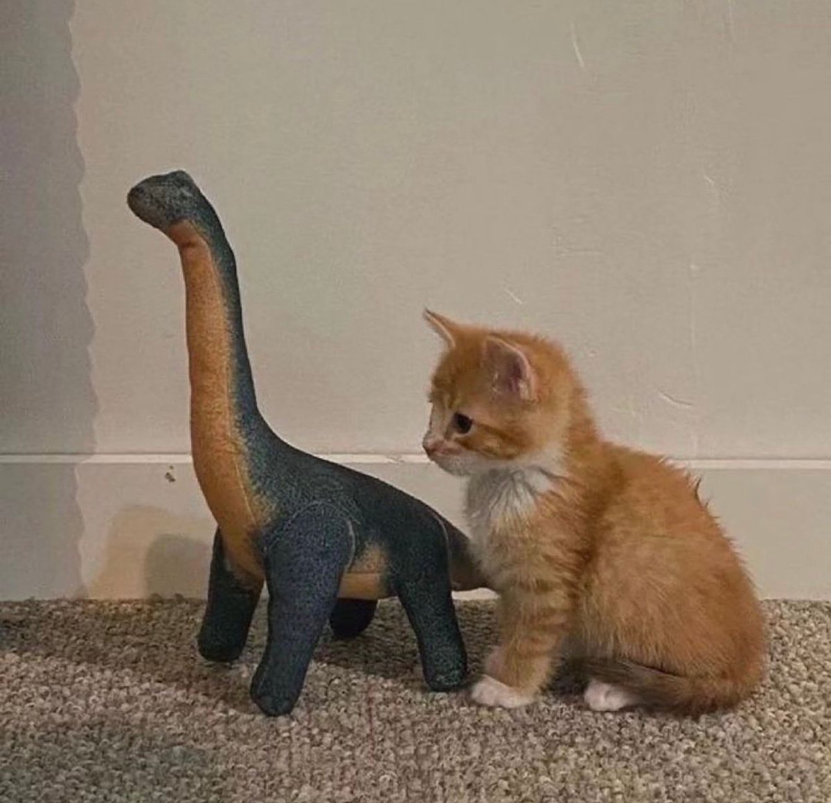 PostsOfCats's tweet photo. https://t.co/oLhs5PcVTI