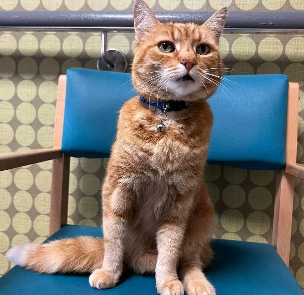 PeterAskin1's tweet photo. Jasper the three-legged cat did a superb job as a greeter at the #NottinghamUK hospital and was loved by all who met him. Jasper will never be forgotten. 💔🌈 https://t.co/GhLfSMLfB5