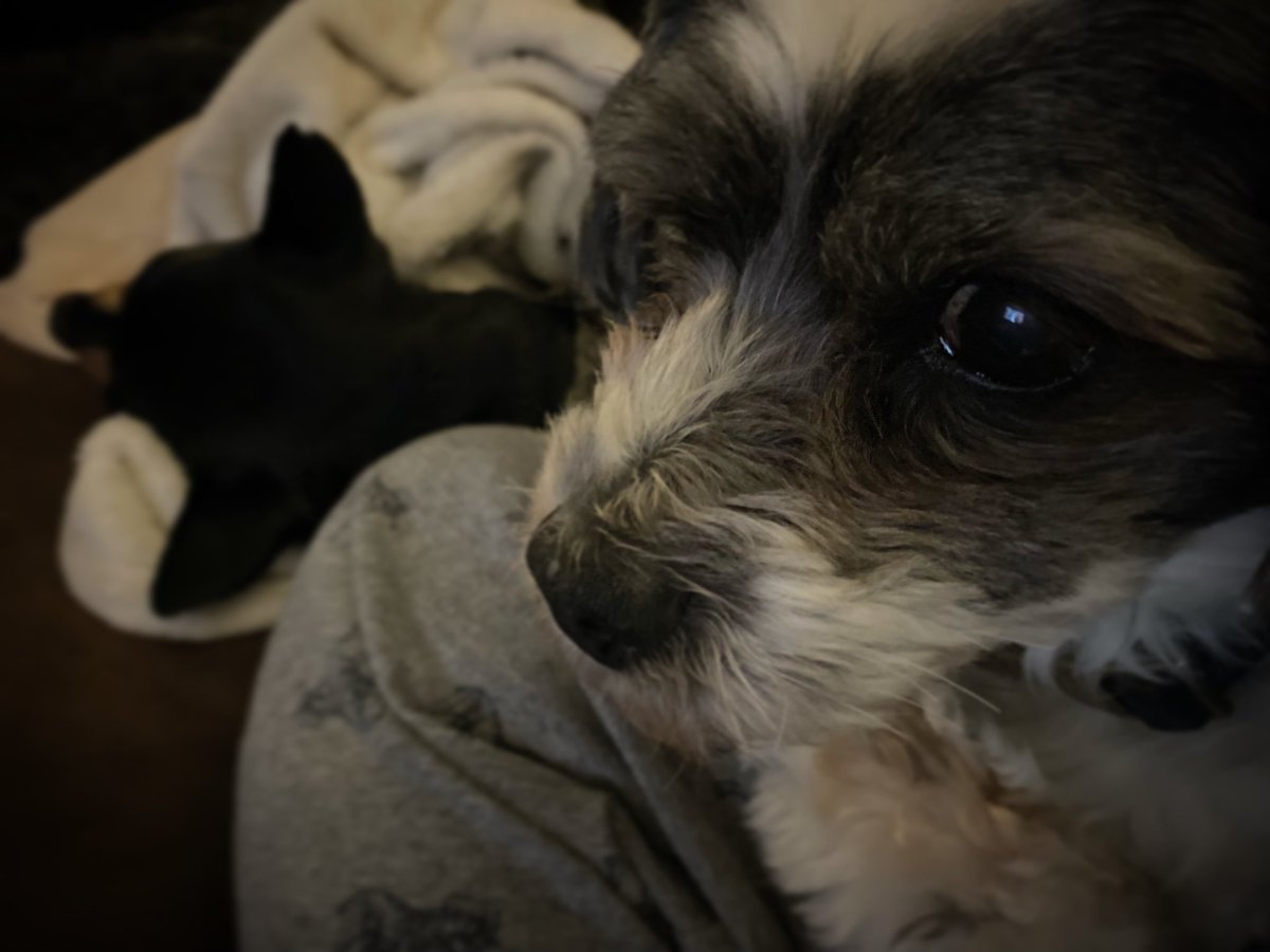 hu_myn's tweet photo. Alfie’s favorite Pennycushion….
#dogs #officedogs #dogsoftwitter #alfie #shihtzu #minpin #penny #pets #siblings #officedogs #kc #kcmo #goodboi #goodgurl #mrhandsome #prettypenny #kansascity #missouri #recoverybunker https://t.co/xvGgzEU3oI