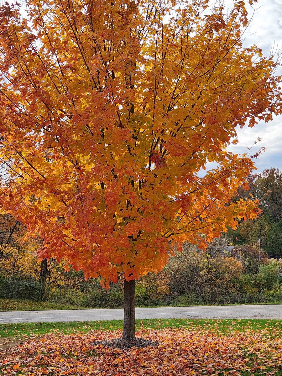 TribSportsLady's tweet photo. Fall colors on the towpath. #towpath #ohioeriecanal #ohio #newfranklin #fall #autumn #fallcolors #walking #Activelifestyle #healthylifestyle #healthcoachlife https://t.co/EKuUO1LZxF