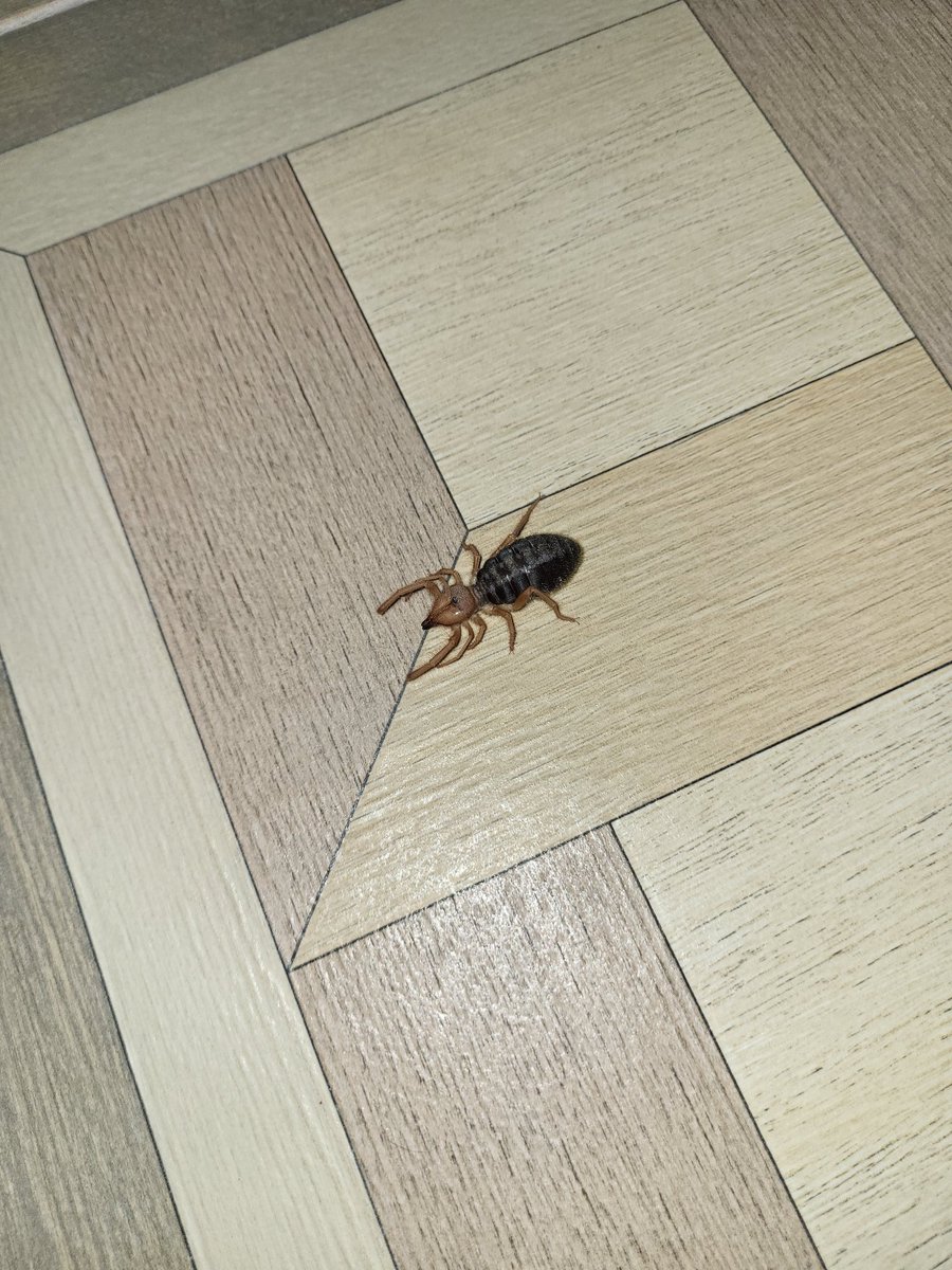 Pacomanru's tweet photo. @Arachno_Cosas hola buenas noches,oye me podras ayudar con este insecto que peligroso es, me an aparecido varios en la casa! https://t.co/QPaGaVE69l