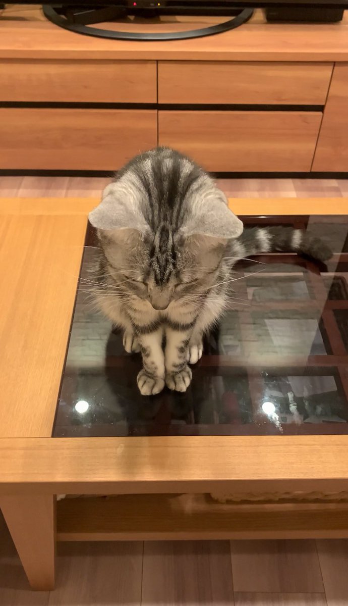 cat_anko3's tweet photo. これは頭をなでるまで主の前から動かない猫 https://t.co/dduxJmJuom