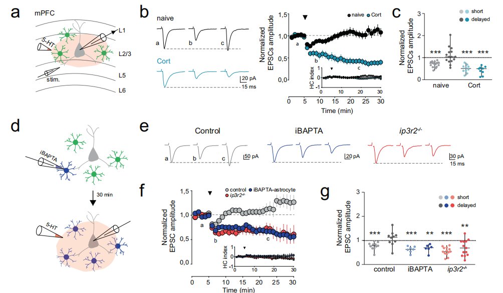 Brain_VTA's tweet photo. 📢NEWS
‼️Prof.Gertrudis Perea's team's study highlights the important role of #astrocyte #Ca2+ signaling for #homeostatic control of #brain circuits and behavior, but also reveals its potential therapeutic value for depressive-like states.
https://t.co/Gm065xjHZV https://t.co/wON7DXachY