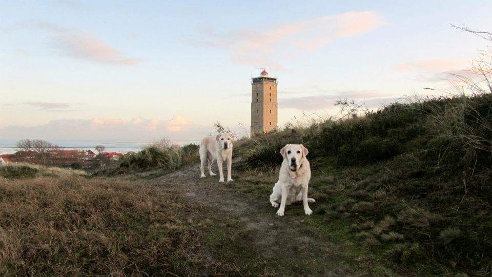 ImkeSingingintherain tweet media