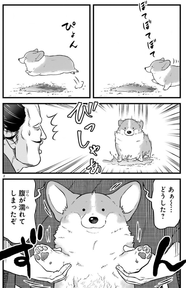 ✨本日最新話更新✨  コーギーを拾った武士の 天下泰平🐶主従暮らし 『殿と犬』西田理英 24話 犬と富の証  https://comic-polaris.jp/tonotoinu/  いつものように颯爽と 「ぼてぼて」散歩へ向かう犬… 犬…もしかして…太った⁉️  ⏩WEBマンガ総選挙2023 よかったら応援してね📣  https://webmanga-sousenkyo.com/vote/35