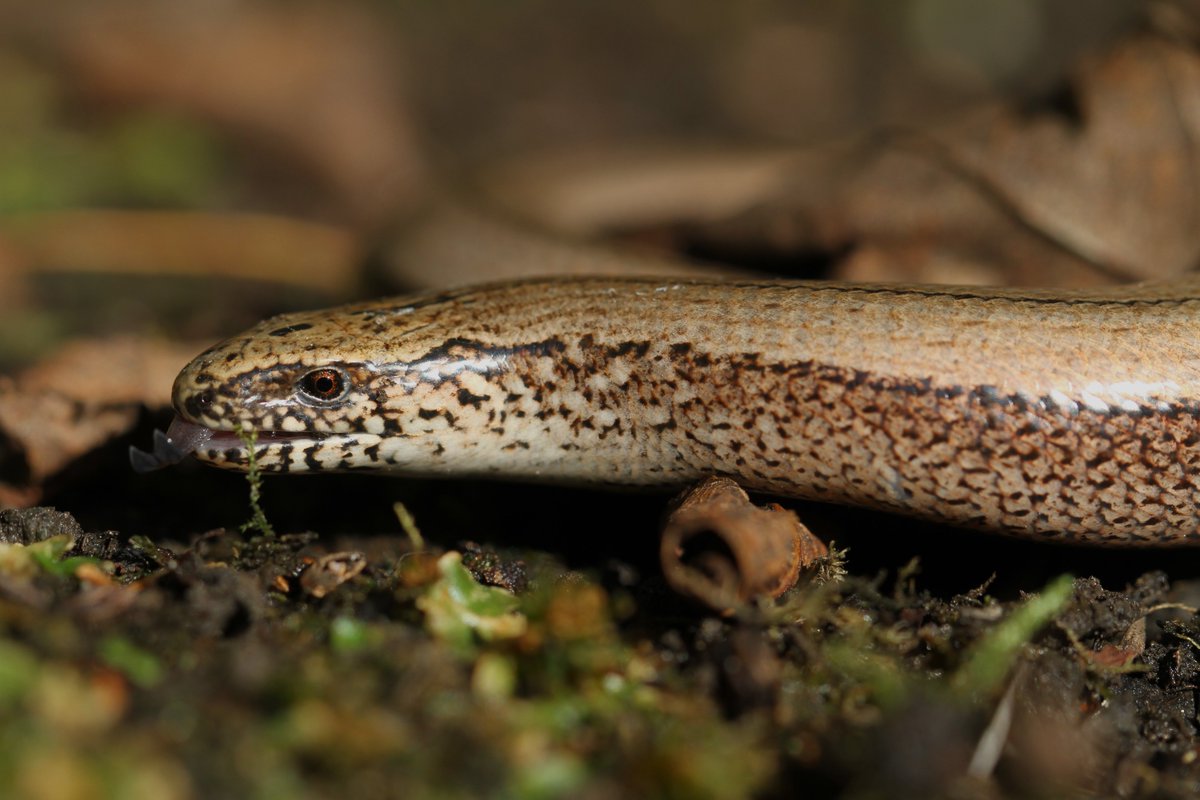 Slow worm found in the garden yesterday in #EastSussex.
Still quite warm &amp; no ground frost of yet.