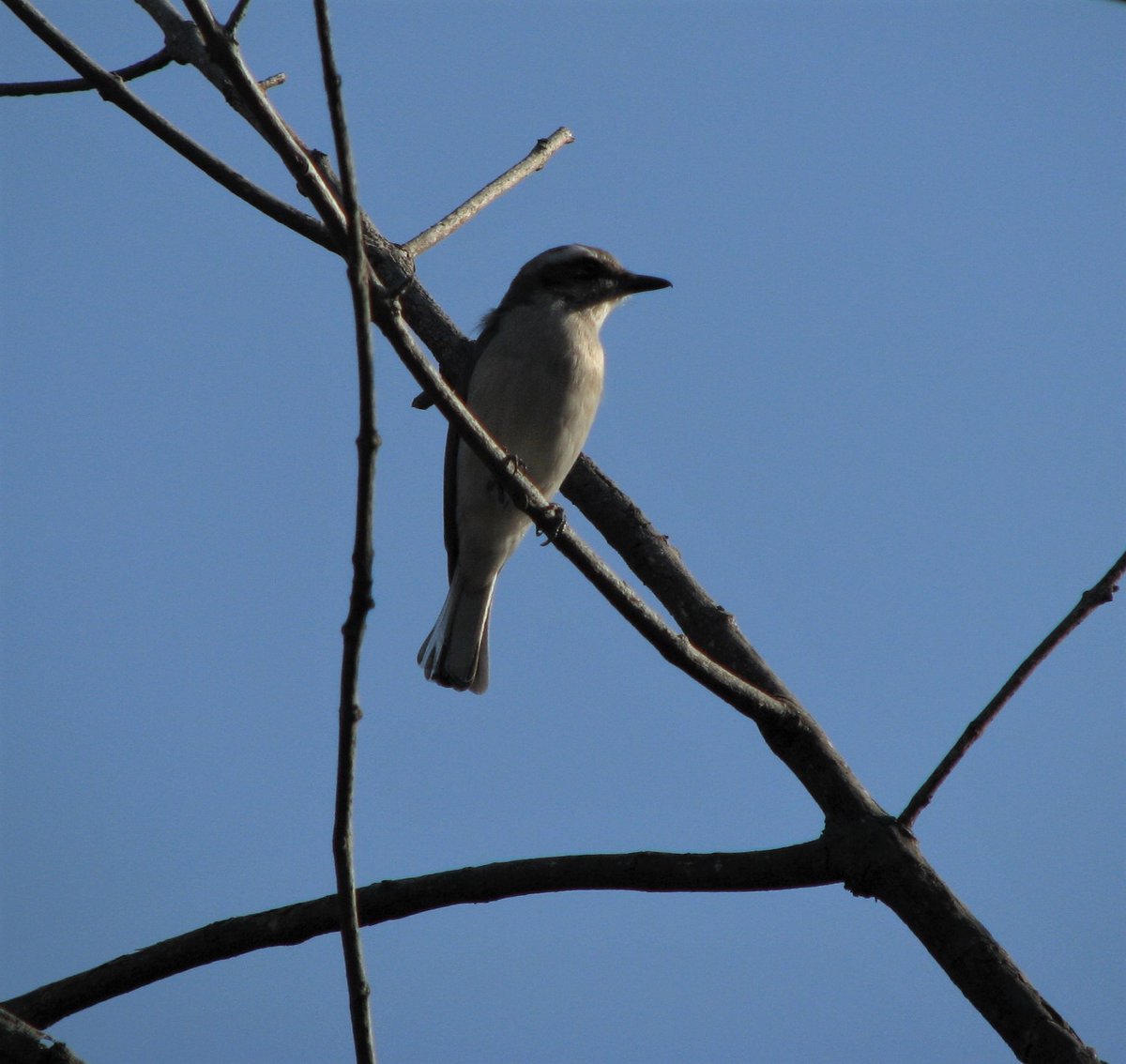 A common woodshrike 
#birdonabranch #IndiAves #Pune  #birdsofvetaltekdi #TwitterNatureCommunity #birding @VetalTekdi