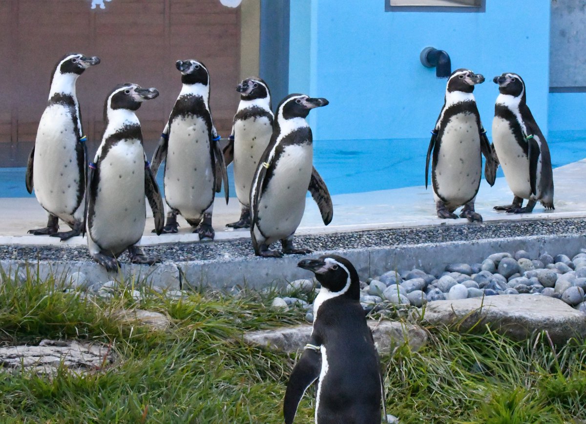 なんかうまく言えないけど絵面が面白い #小諸市動物園 #フンボルトペンギン