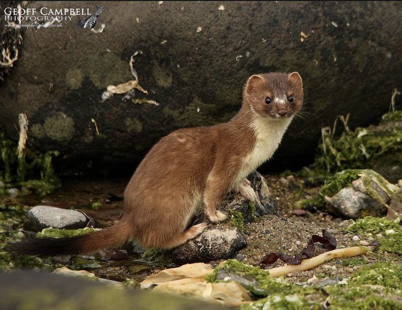 daily stoat! tweet media