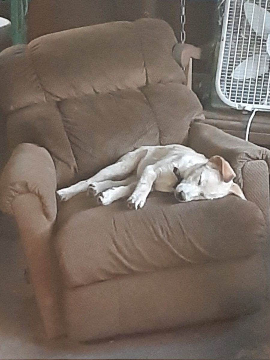 rustymetalspike's tweet photo. pet appreciation post bc look at this little goofball i love her so much https://t.co/vHElO7ldjU