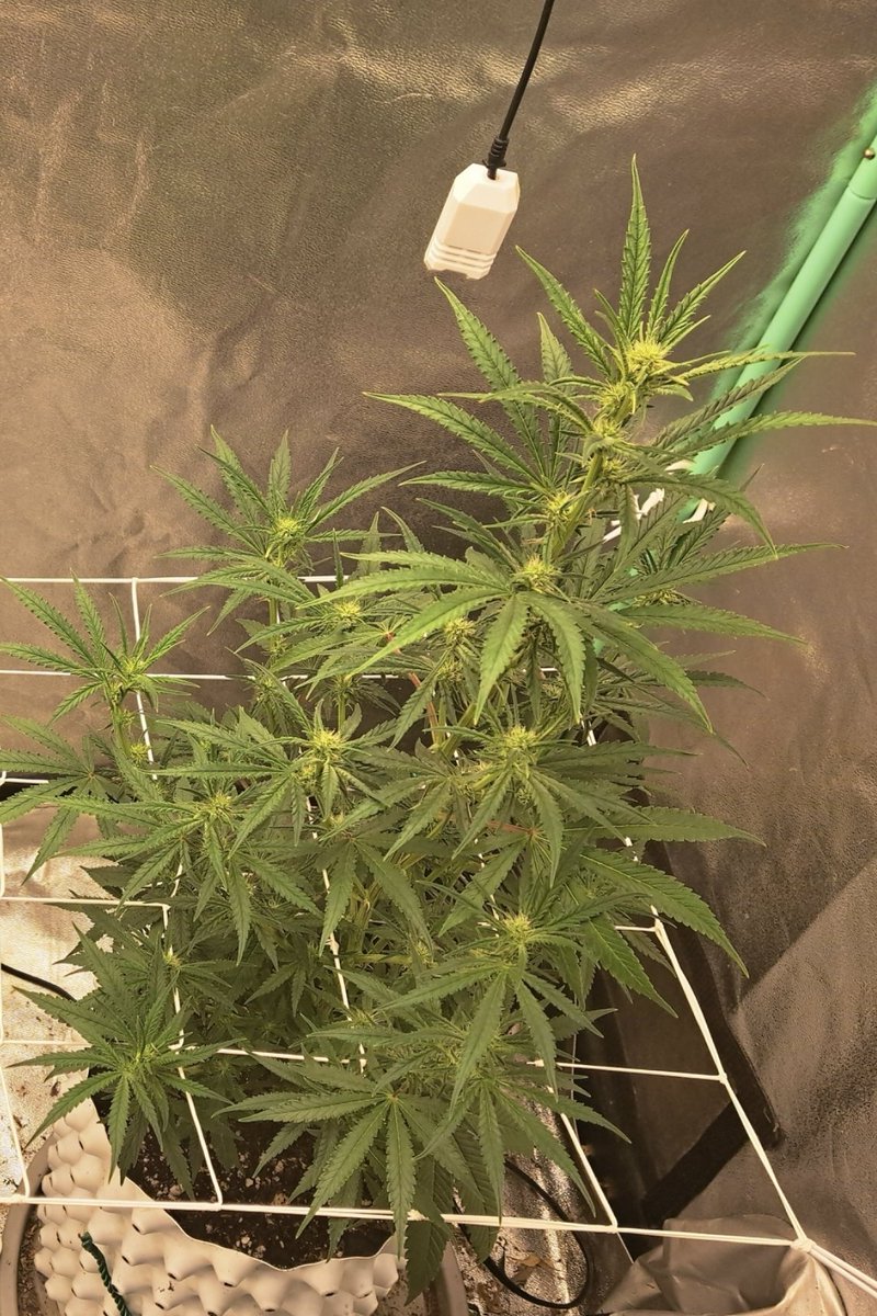 #--R--HπE--C--# (@goingdeep927) on Twitter photo These Magic Spoon Autos From <a href="/GHGenetics/">Greenhand Genetics</a> Are Getting Frosty! They Might Go Straight In The Freezer! I Got A Really Cool Announcement To Make I Just Need To Wait On Confirmation! I Can Tell You That We Got 3 New #Giveaways That Are Confirmed! I'll Drop One New One Soon! ππ¨
#JGYO These Magic Spoon Autos From <a href="/GHGenetics/">Greenhand Genetics</a> Are Getting Frosty! They Might Go Straight In The Freezer! I Got A Really Cool Announcement To Make I Just Need To Wait On Confirmation! I Can Tell You That We Got 3 New #Giveaways That Are Confirmed! I'll Drop One New One Soon! ππ¨
#JGYO