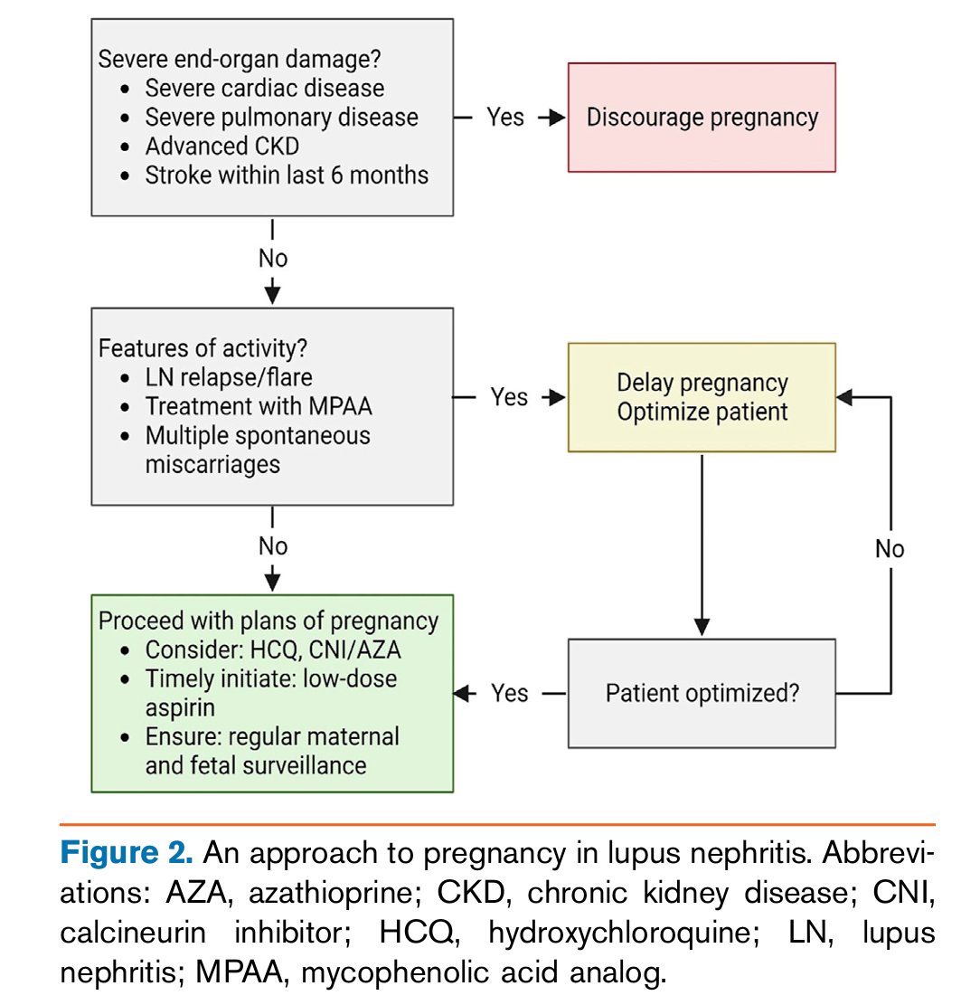edgarvlermamd's tweet photo. Approach to Pregnancy in Patients with Lupus Nephritis ca. 2023 from @KidneyMed @GlomCon @NephBen @nikkonephro @jopelina @kidneymo @tanujlamech @NWiegley @Nefrontera #Nephpearls 

https://t.co/V74hgxdbdH https://t.co/f6z1h1ggXn