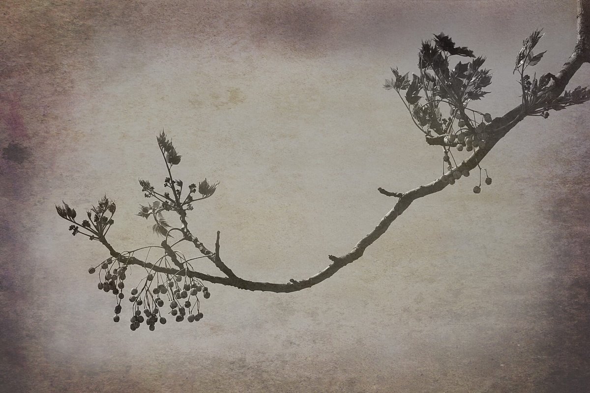 David B. Clear (cartoonist/writer) 💩 tweet media