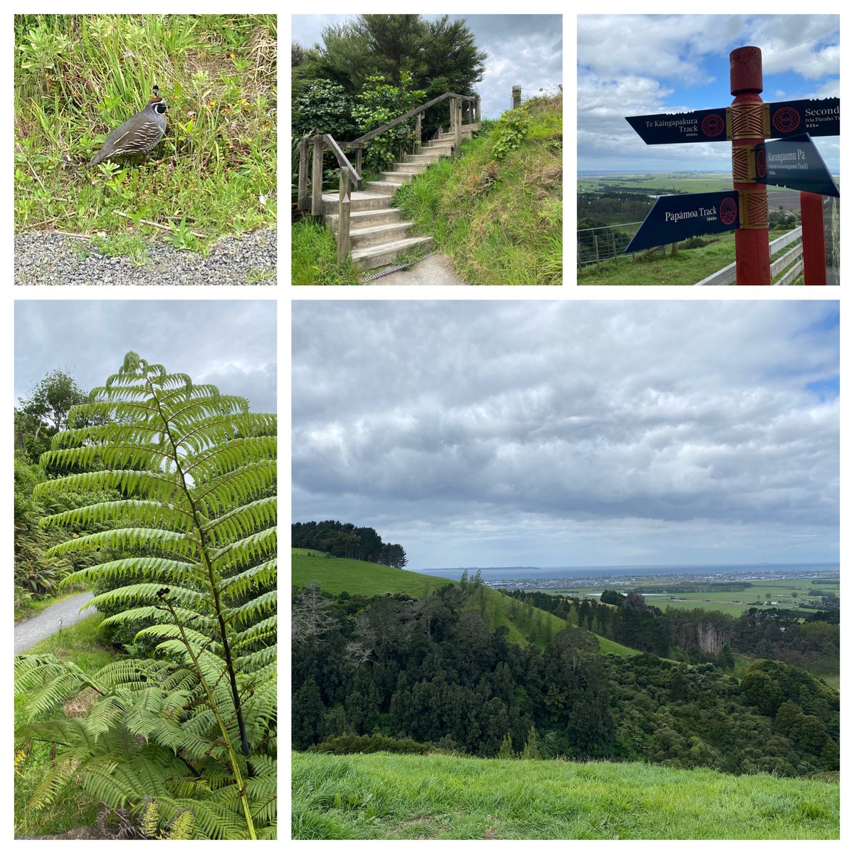 enzgolf's tweet photo. Went for a stroll in the Papamoa Hills, NZ. #hiking #quail #silverfern #Papamoa https://t.co/perN8zgOxR