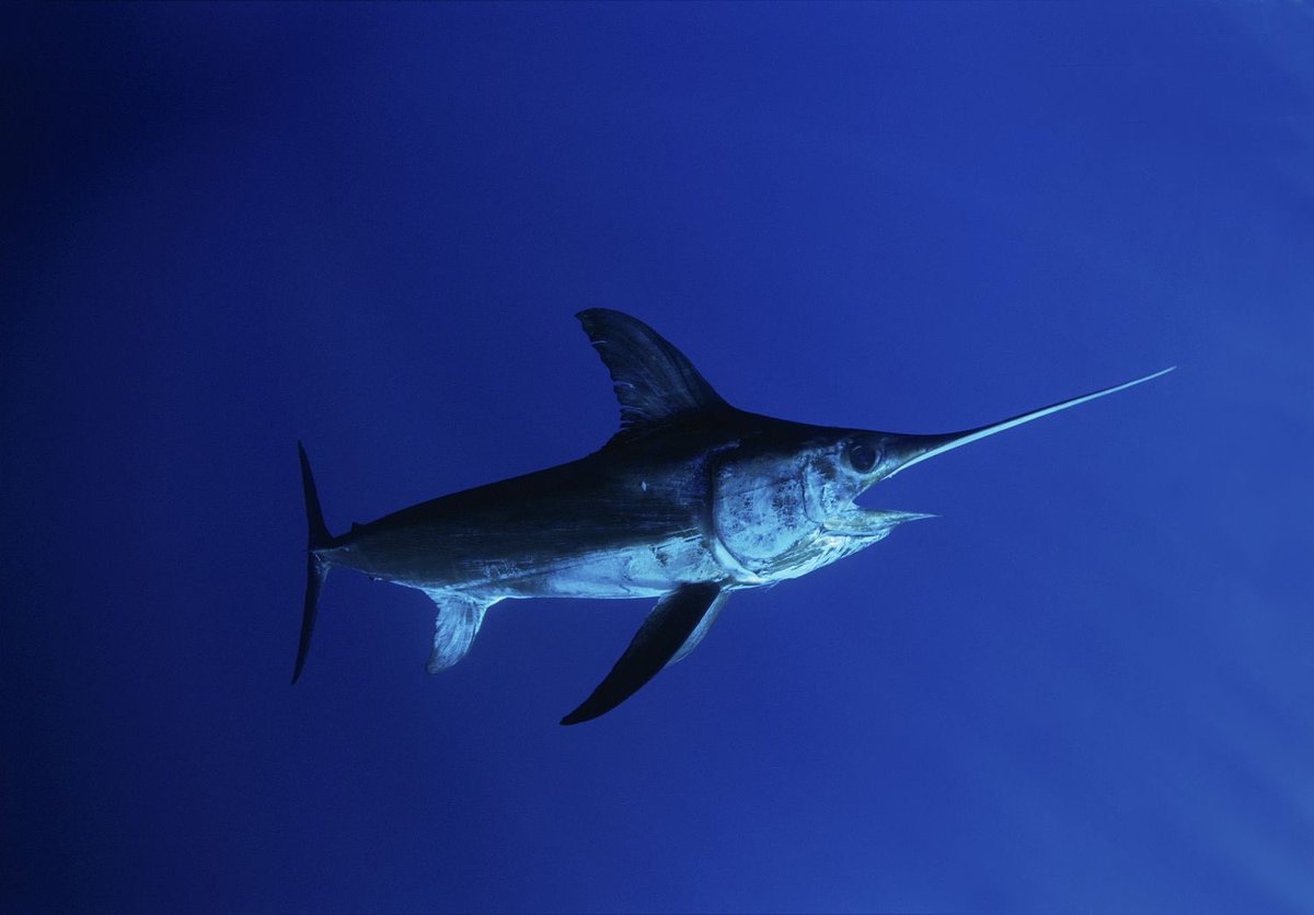 connorstford's tweet photo. @NoContextHumans Sword fish https://t.co/HJp7Cioyo3