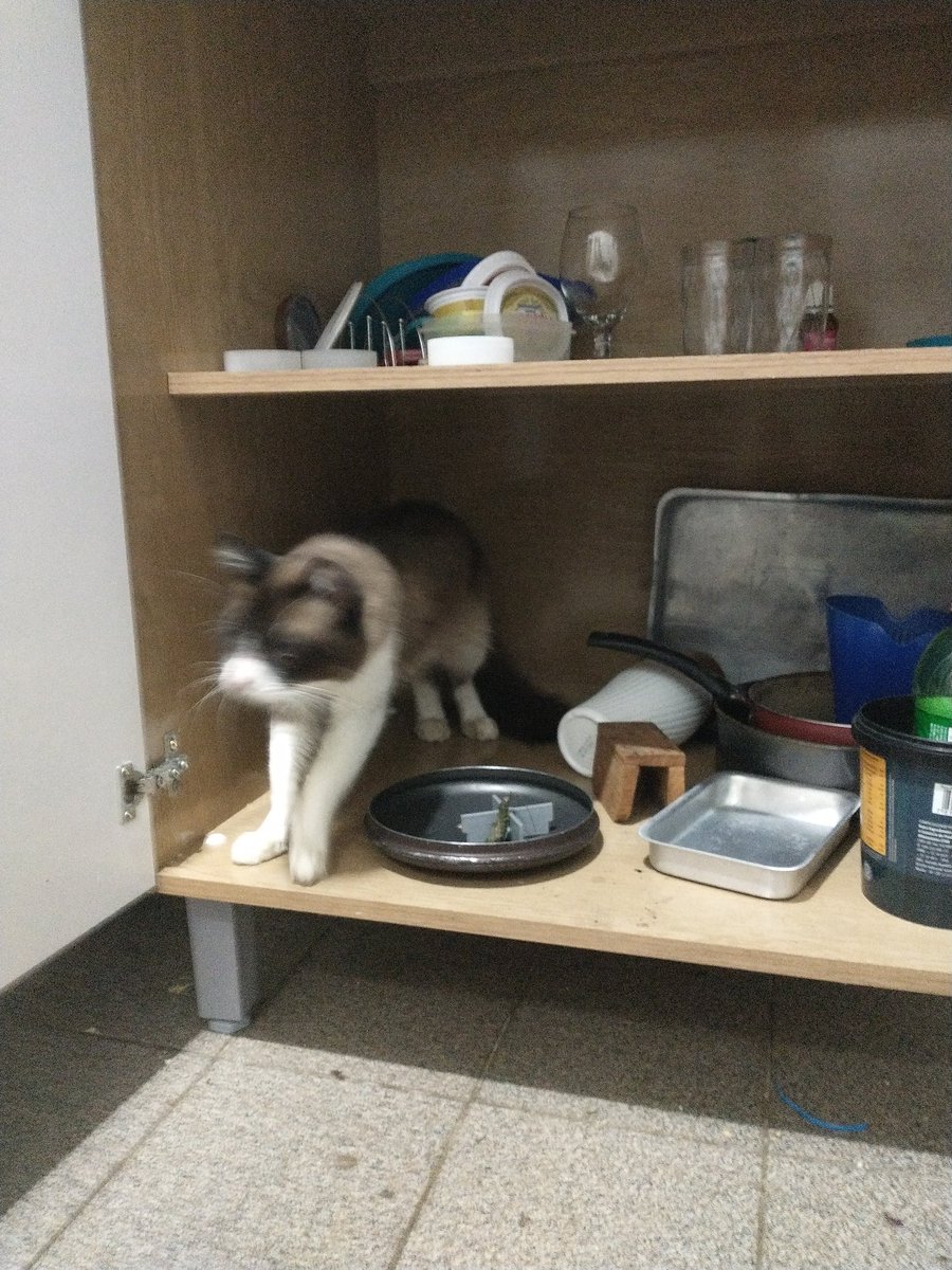 Henrique Souto Maior Rezende tweet media