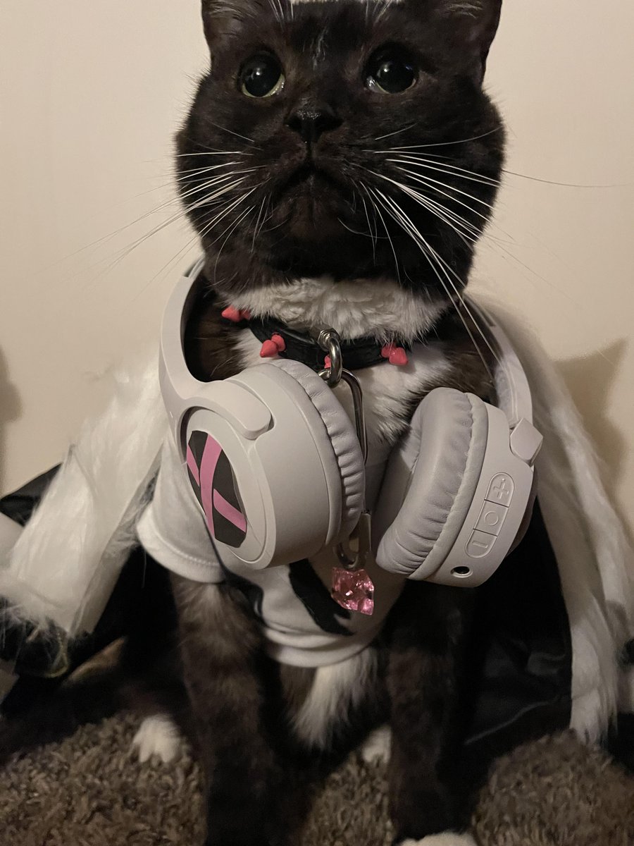 Itta12065's tweet photo. Not sure if this counts, but here I give you... Mococat! 

(Also doesn't like natto)

#AdventCostumeParty https://t.co/vqJ6xGNLq3