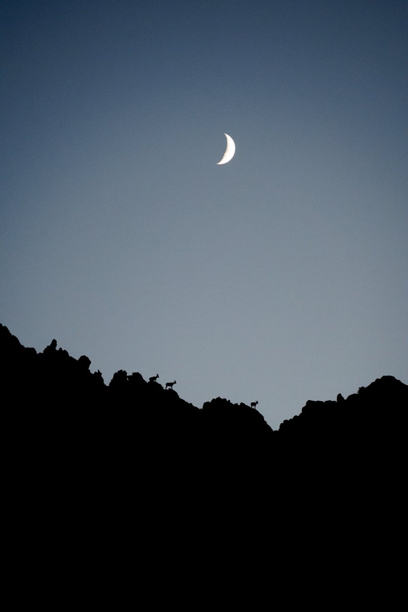 cjnaasz's tweet photo. Final night in the Desert 🌙 🐐 https://t.co/RldRiDTUbZ