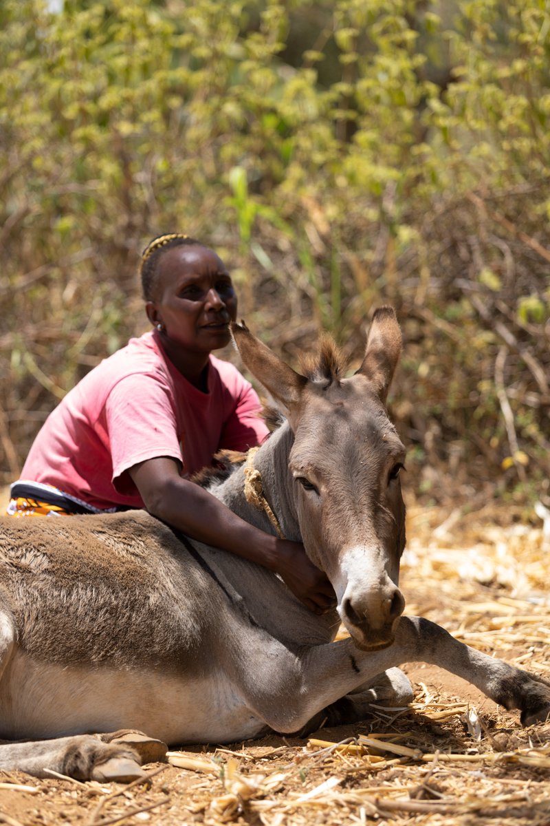 Women and donkeys – a timeless connection filled with love and support in daily tasks. 🐴❤️ 

#WomenInWork #DonkeySupport