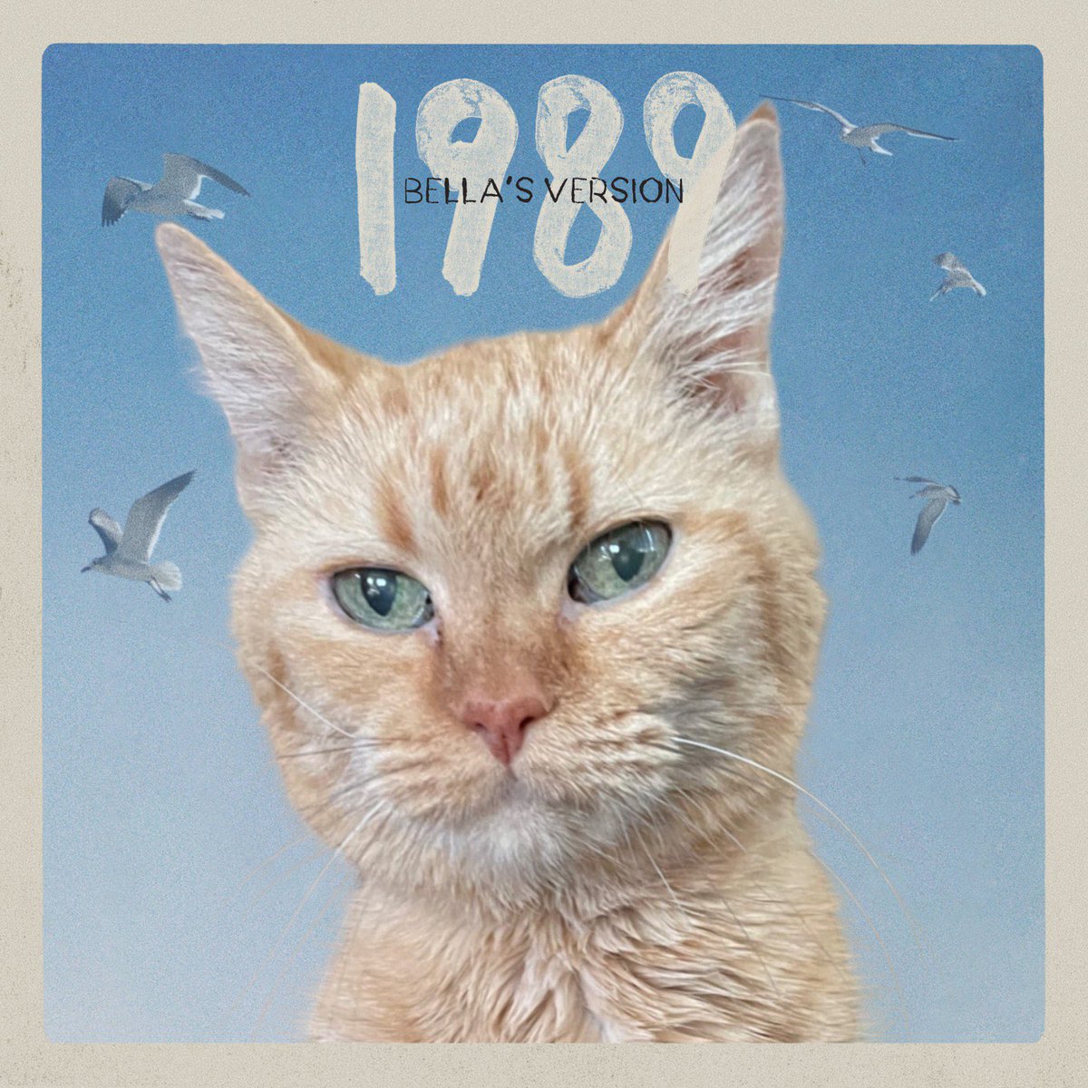 jaymerayne's tweet photo. @taylornation13 @taylorswift13 Bella’s Version: est. 2006… same year as Taylor’s debut. Bella has been here for all of it! #seniorkitty #seniorswiftie https://t.co/T8XWVA3QPc