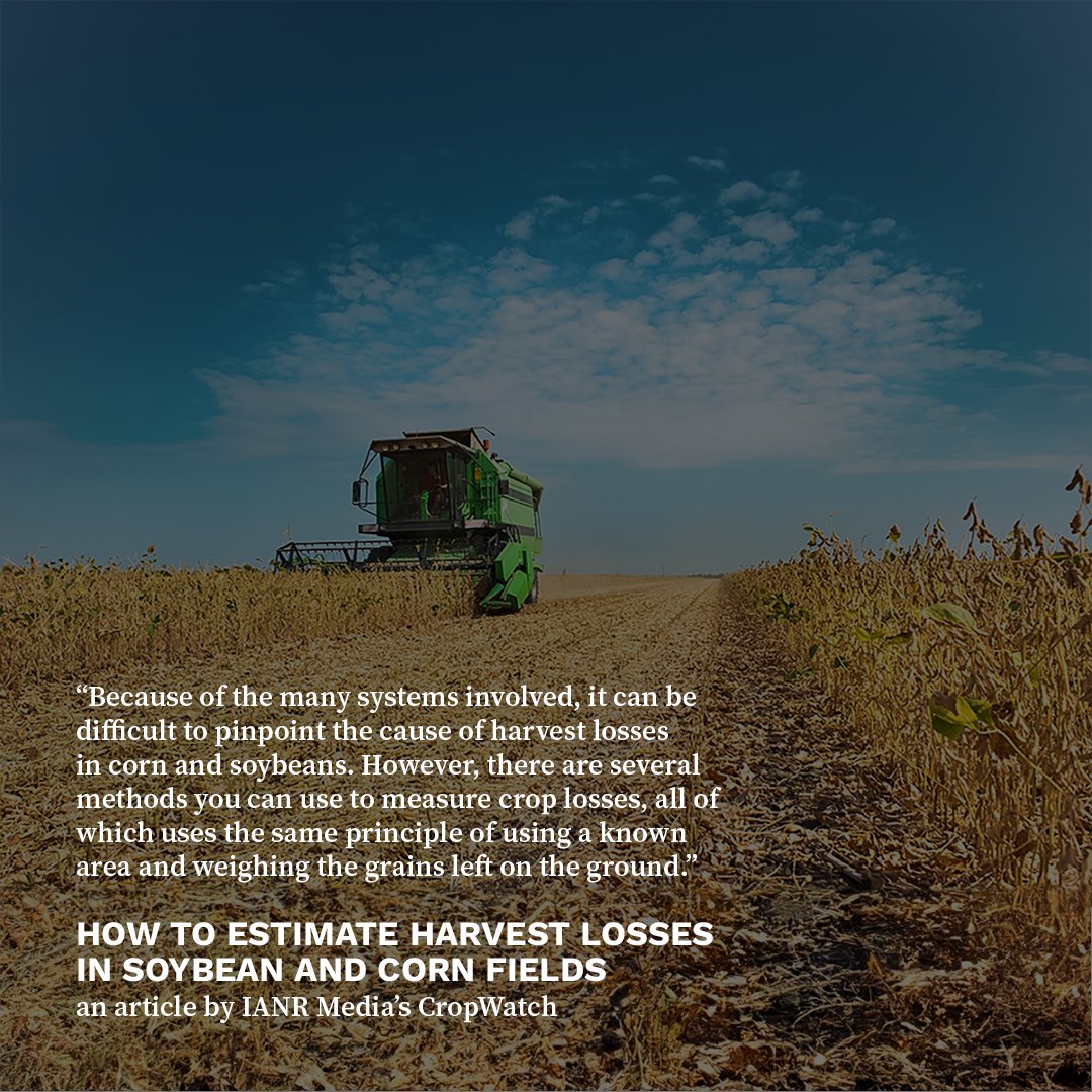 NE On-Farm Research (@onfarmresearch) on Twitter photo Farmers can estimate pre-harvest and at-harvest grain loss by using a few calculations. Check out this <a href="/UNL_CropWatch/">Nebraska CropWatch</a> article to learn more about grain loss and how to calculate it on your operation!👇🏼
cropwatch.unl.edu/2023/how-estim… Farmers can estimate pre-harvest and at-harvest grain loss by using a few calculations. Check out this <a href="/UNL_CropWatch/">Nebraska CropWatch</a> article to learn more about grain loss and how to calculate it on your operation!👇🏼
cropwatch.unl.edu/2023/how-estim…