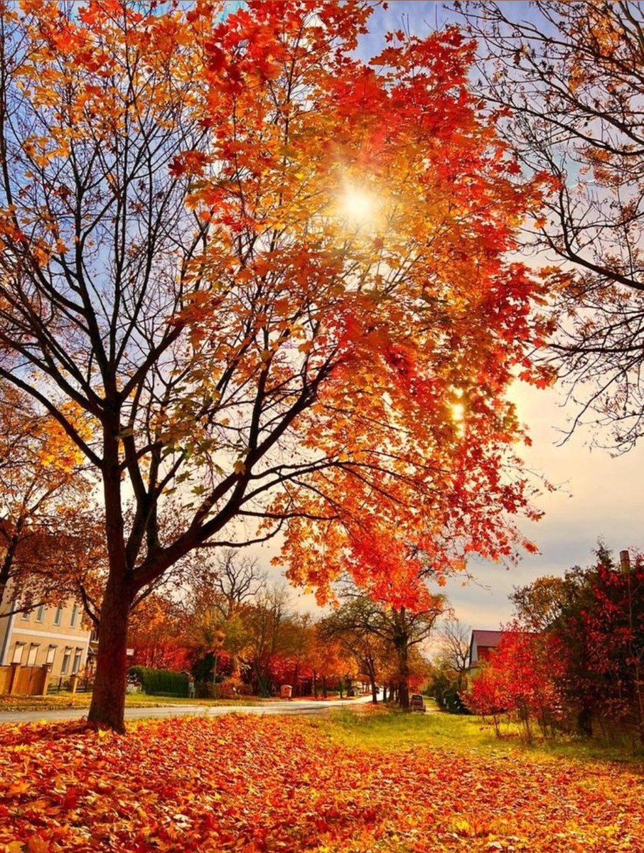 Sky15022010's tweet image. Sunny and beautiful day 🍁🌞🍂