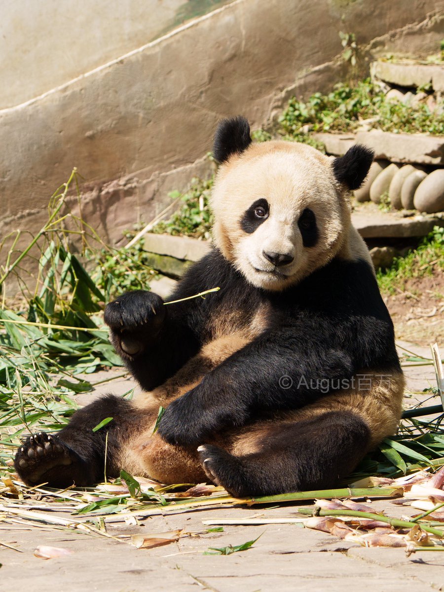 📸 小将（Xiao Jiang） #大熊猫#panda #小将#XiaoJiang #碧峰峡基地