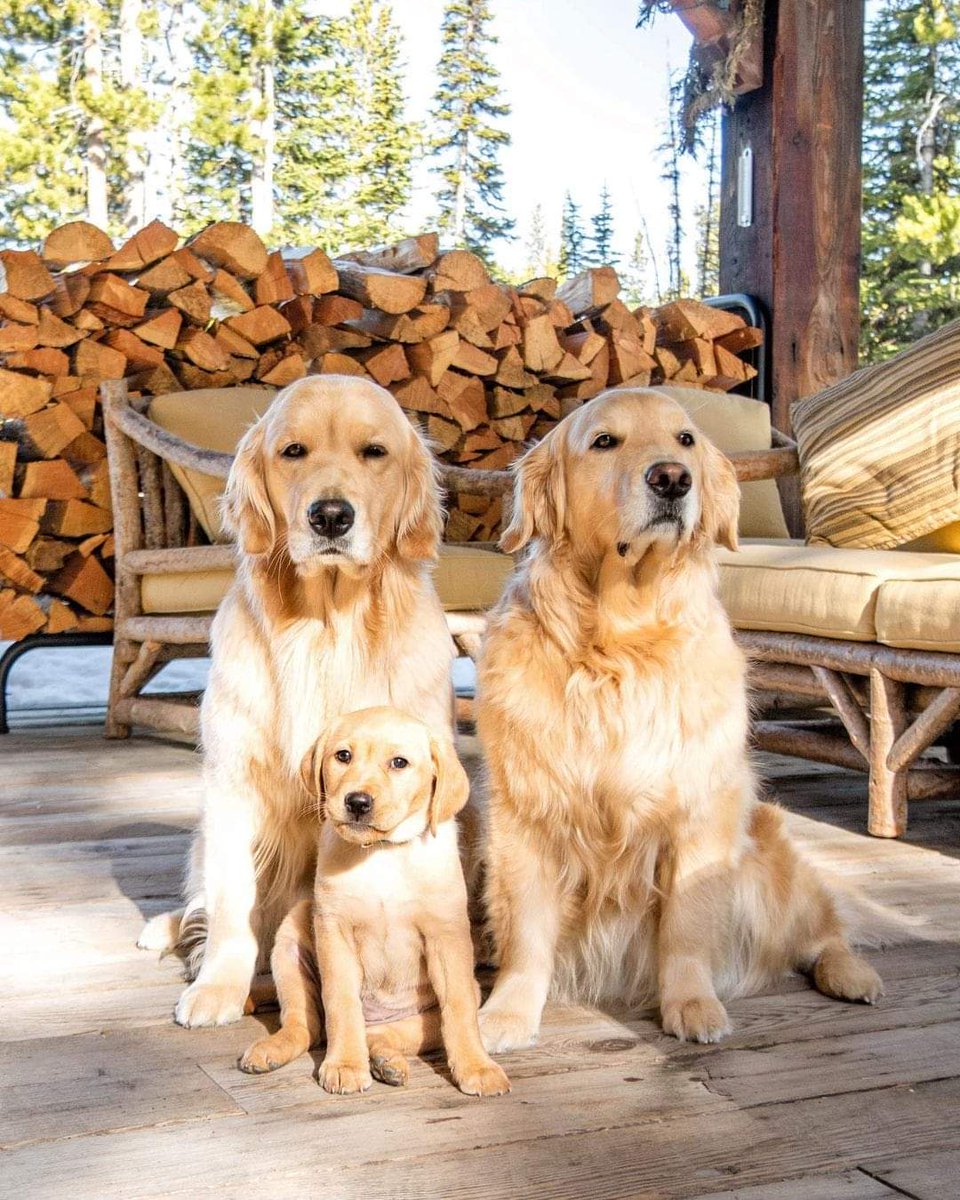 Gold_enRetriver's tweet photo. Happy family 🥰
#dogs #goldenretriever https://t.co/xioSFCFaWO