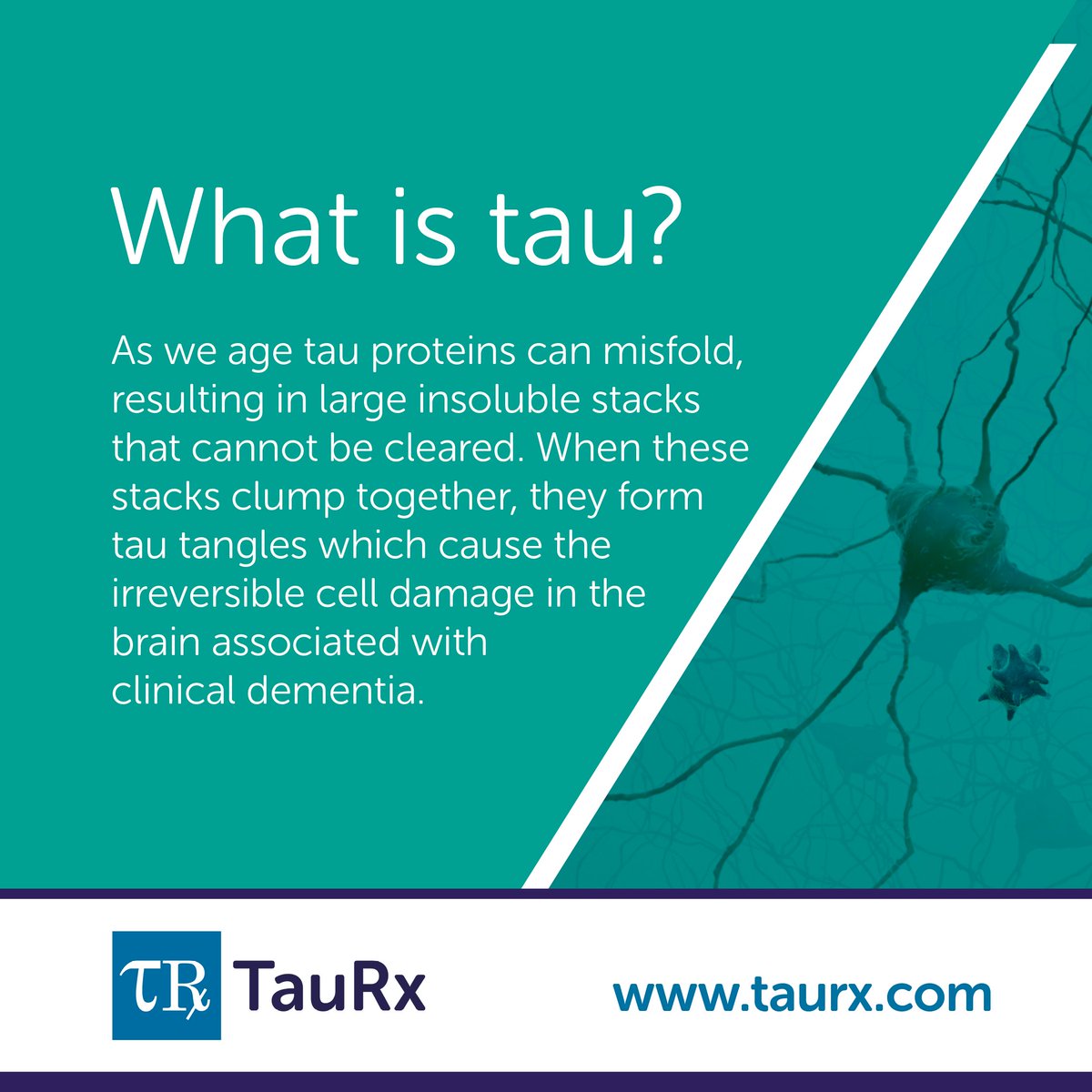 TauRx's tweet photo. How well do you know tau?
Today’s #TauFact takes us back to basics, explaining the function of tau protein and how it can misfold and lead to dementia.
Learn more about how this relates to the work we do at https://t.co/9YWMiM3OVT https://t.co/aazWx0gXi0