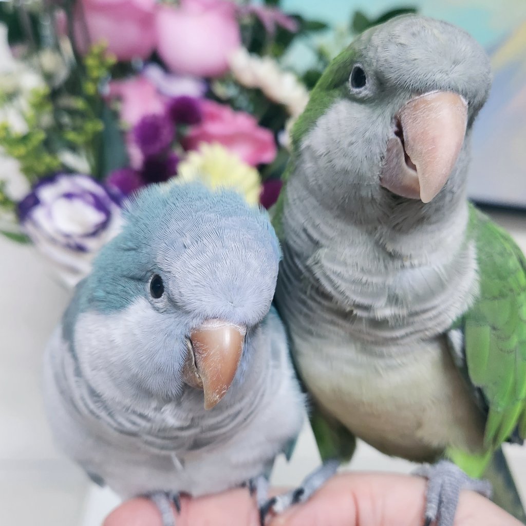 새 두 마리는 잘 있습니다
인간은 회사에 피를 빨리다가 가끔 정신이 돌아오면 트위터 아니지 엑스에 업로드를 하러 옵니다