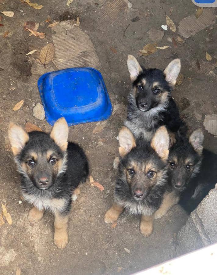 😂😂😂😂😂  Kalibu aiseh