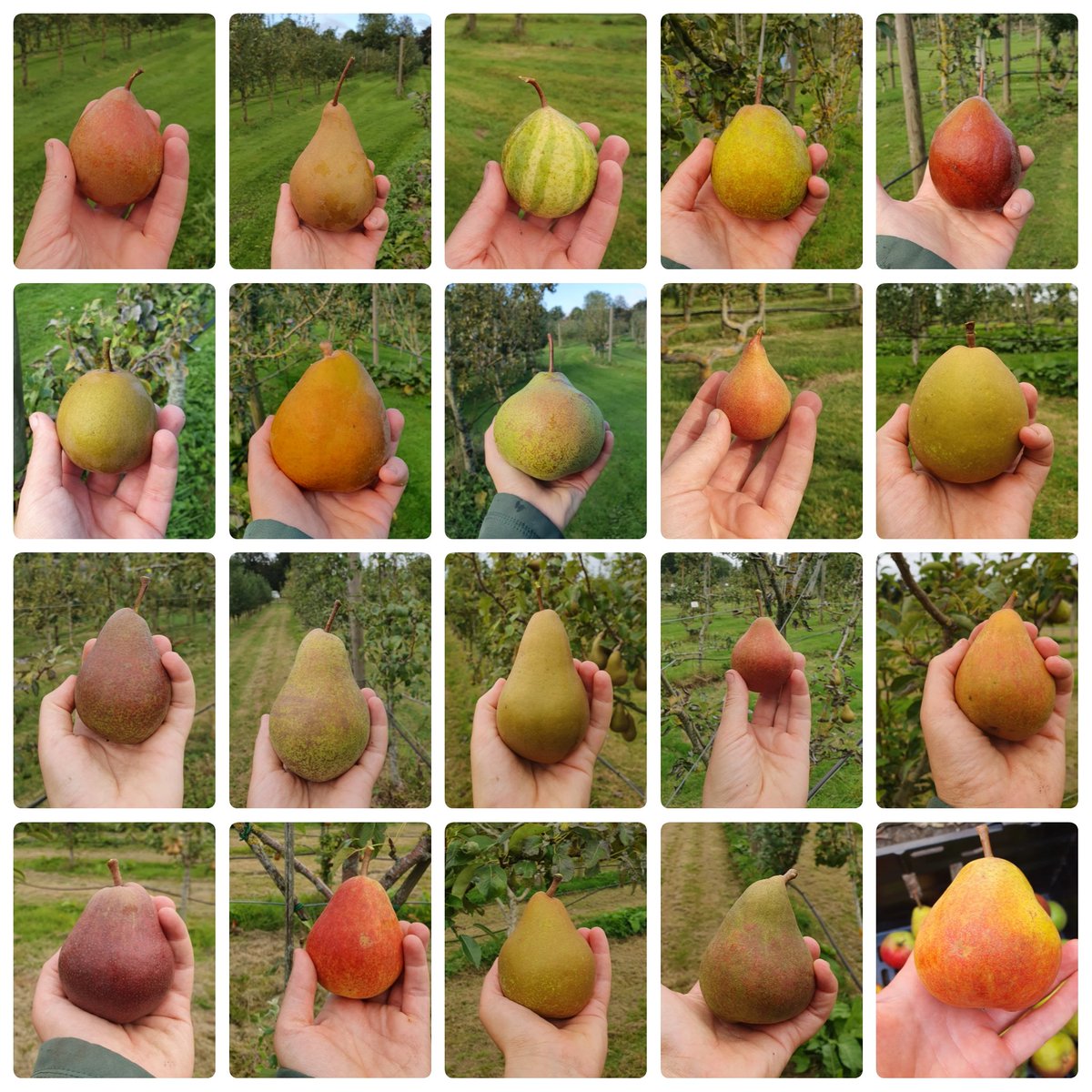 Around the world in 20 pears. 
We have 30 varieties of pears, the collage only allowed for 20 but how amazingly diverse! 
I love this!!