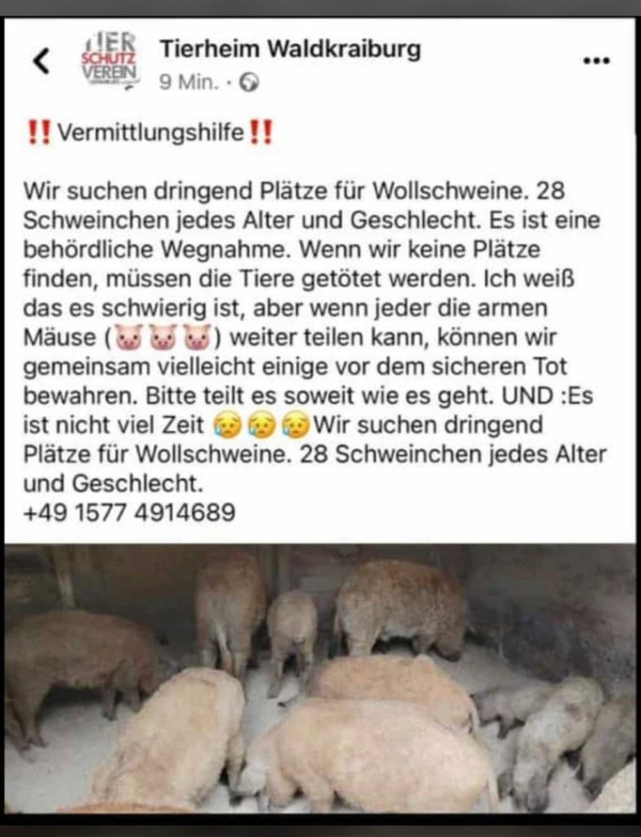 Wer kann bitte helfen⁉️
Ein ♻️ wäre lieb, vielen Dank 🙏🏻🐷🐖