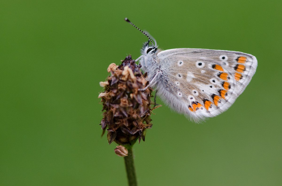 Calling all our academic friends! Please see this exciting PhD opportunity with the @UniOfYork to study the genetic consequences of climate change-induced range shifts in Aricia butterflies. For details and how to apply 👉 butrfli.es/46Ymvv8 📷: Tim Melling @BC_Yorkshire