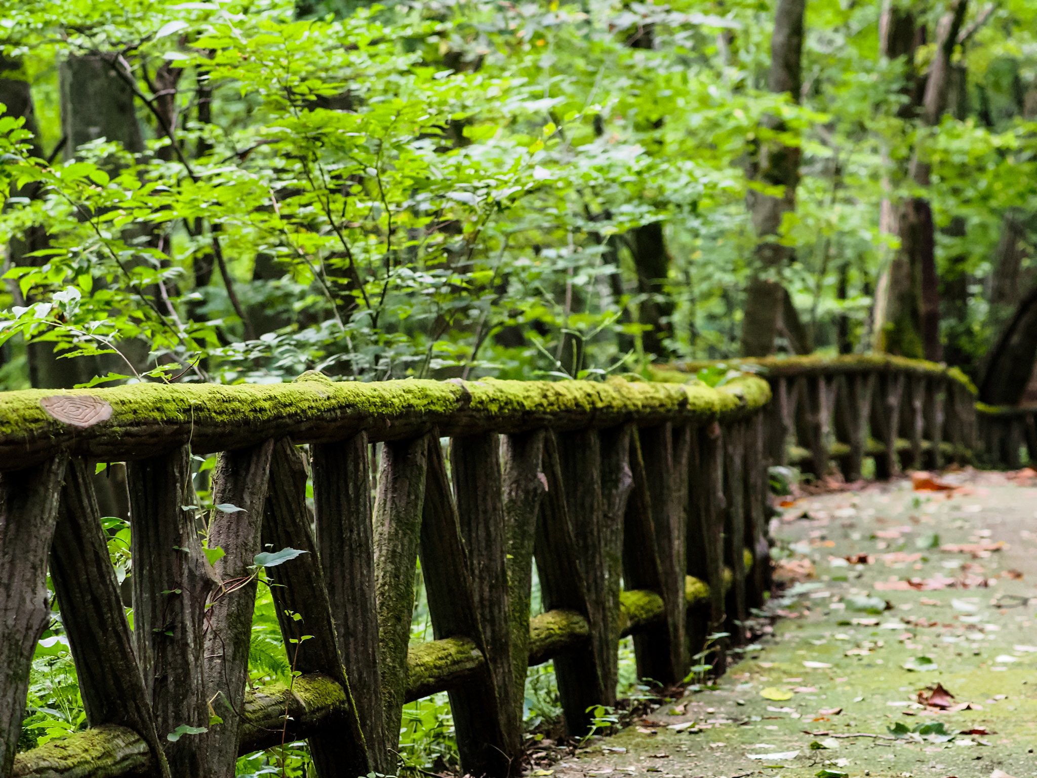 風景　森の小道 森の小道 風景 森林 - Pixabayの無料写真
