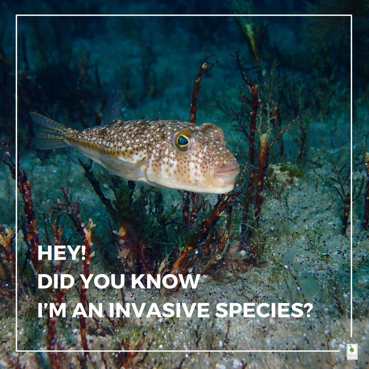 The Torquigener flavimaculoss, aka Yellowspotted puffer, is an invasive species in Cyprus. An interesting fact: these species produce a neurotoxin called tetrodotoxin in their skin and internal organs. As it's poisonous it must not be consumed.📷
#invasivespecies #pufferfish