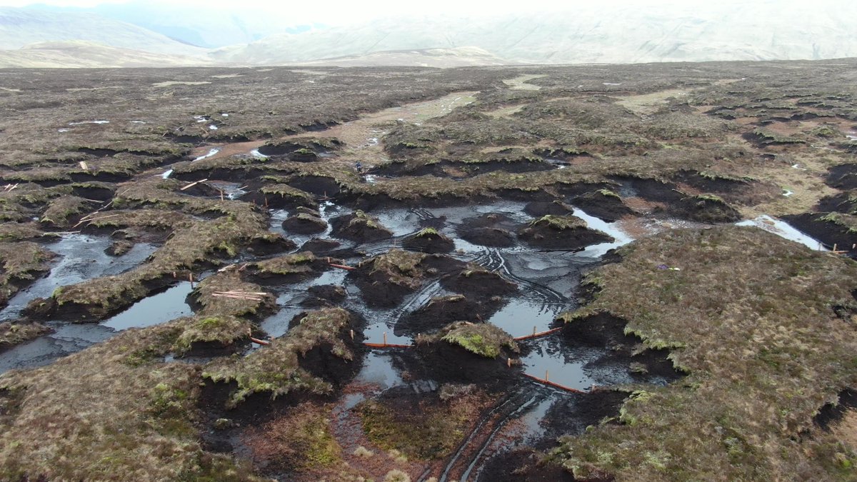 We've built 80+ 'micro' dams on degraded peatland at our #GlenFinglas estate. 

When these silt up we will plant plugs of sphagnum moss to restore the bog so it will capture carbon again. 🌱 

We think of them as 'peatland paddy fields'. 

#PeatlandRestoration #ClimateResilience