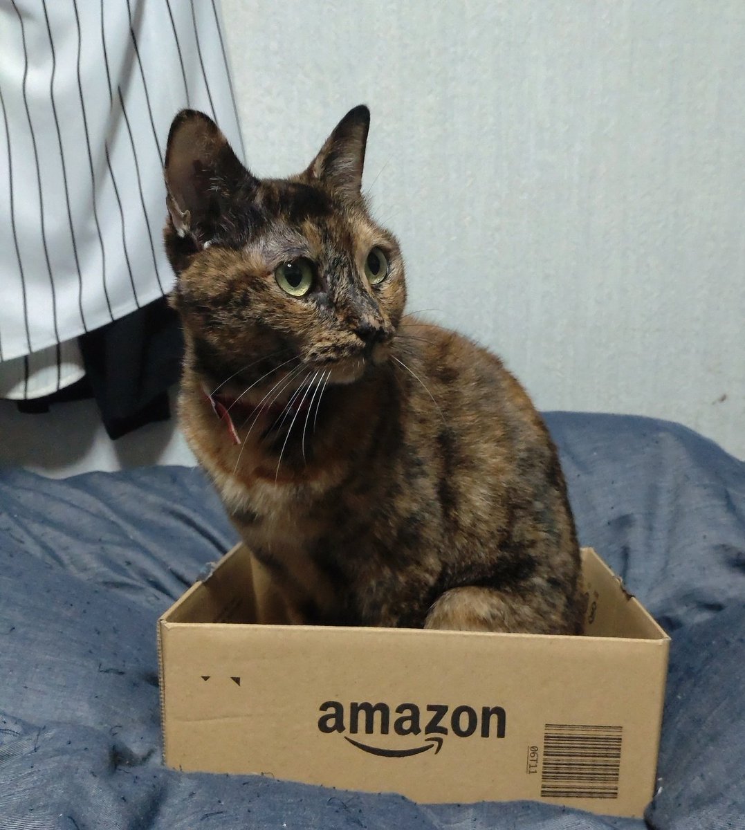 早速アマゾンに入る猫 #今日のキータさん