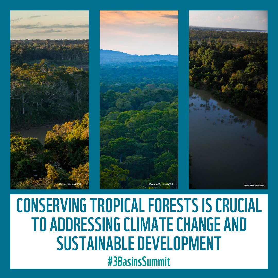 WWF_CongoBasin tweet media