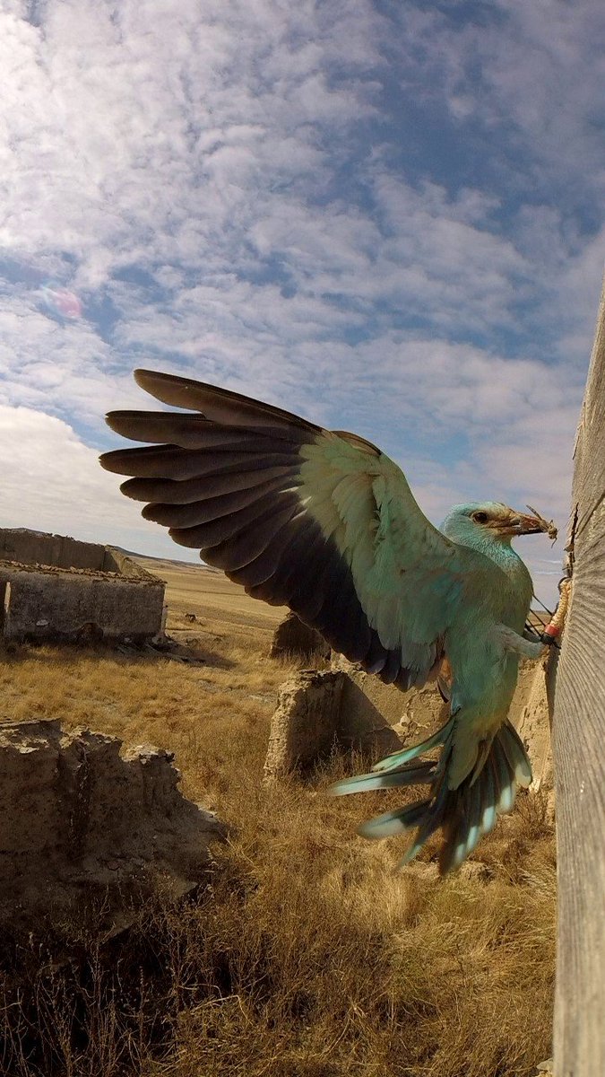 👉We are hiring (1.5 years contract)! Looking for a highly motivated person to work in the #conservation of the #EuropeanRoller in Portugal. We need a Portuguese speaker, MSc or a PhD in ecology, fieldwork experience with birds, driving license and car.  See thread for details!