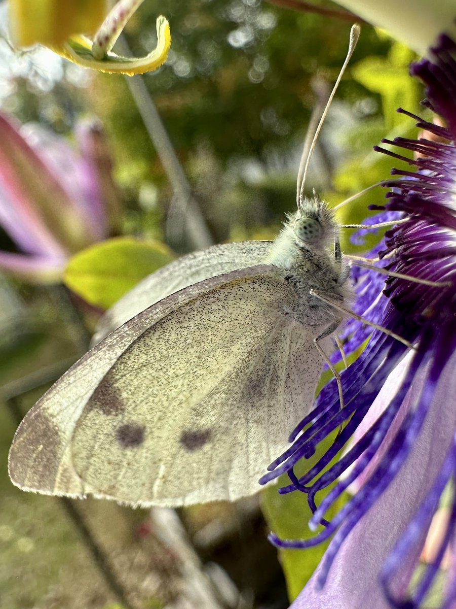 MandyLSimard's tweet photo. Cabbage white butterfly posing🤍✨

#InsectThursday #butterfly #flowerphotography #GardeningX #GardeningTwitter #macrophotography #NaturePhotography #naturelover #Macro #GardenersWorld https://t.co/80LwsT5lKz