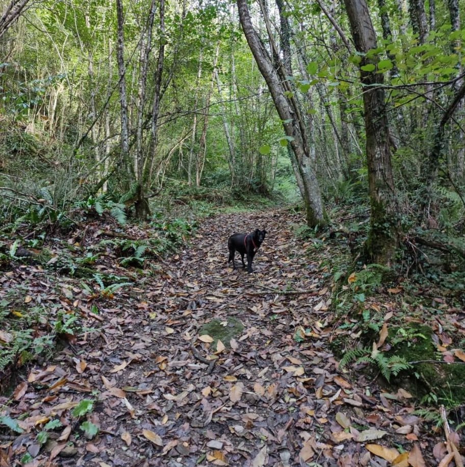 Te proponemos una ruta ideal para hacer este otoño: La Ruta La Huella del Oro
📍Navelgas #Tineo
🔁Ruta circular
🥾🥾 1,5 km.
⭐️Ideal para familias 

📷 𝐼𝑛𝑠𝑡𝑎𝑔𝑟𝑎𝑚 @todoconencanto 
#Asturias